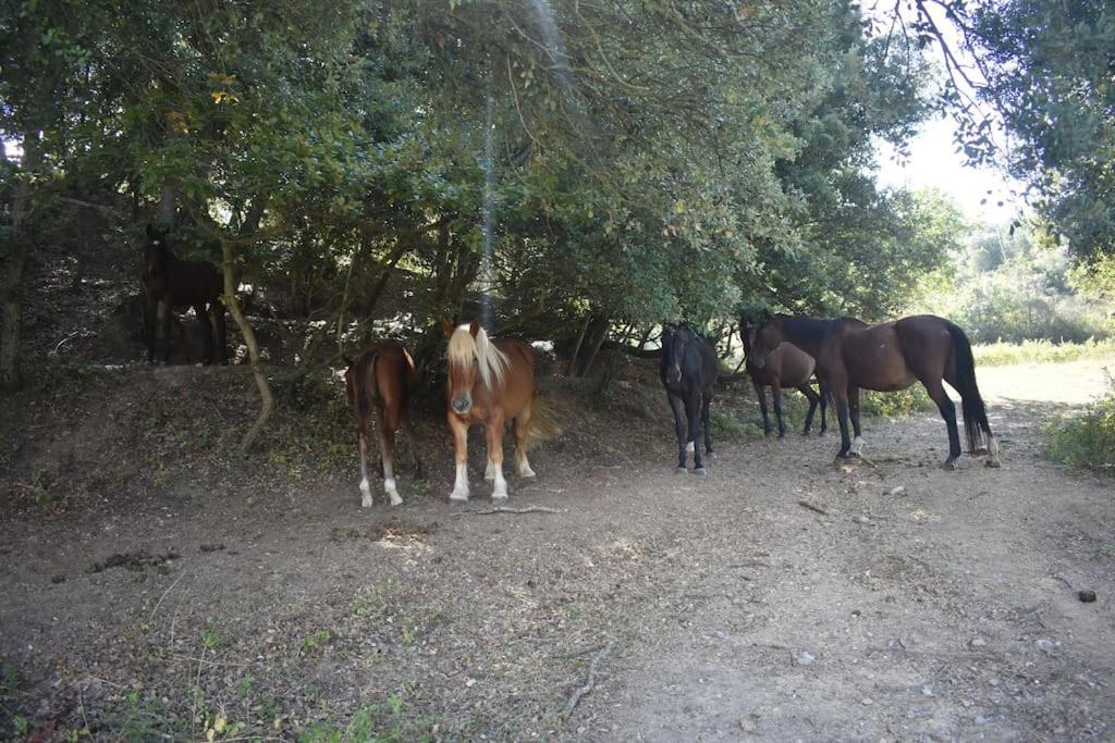 Gite A La Ferme Avec Jacuzzi Et Sauna Villefloure Dış mekan fotoğraf