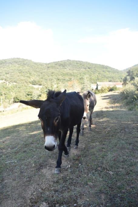 Gite A La Ferme Avec Jacuzzi Et Sauna Villefloure Dış mekan fotoğraf