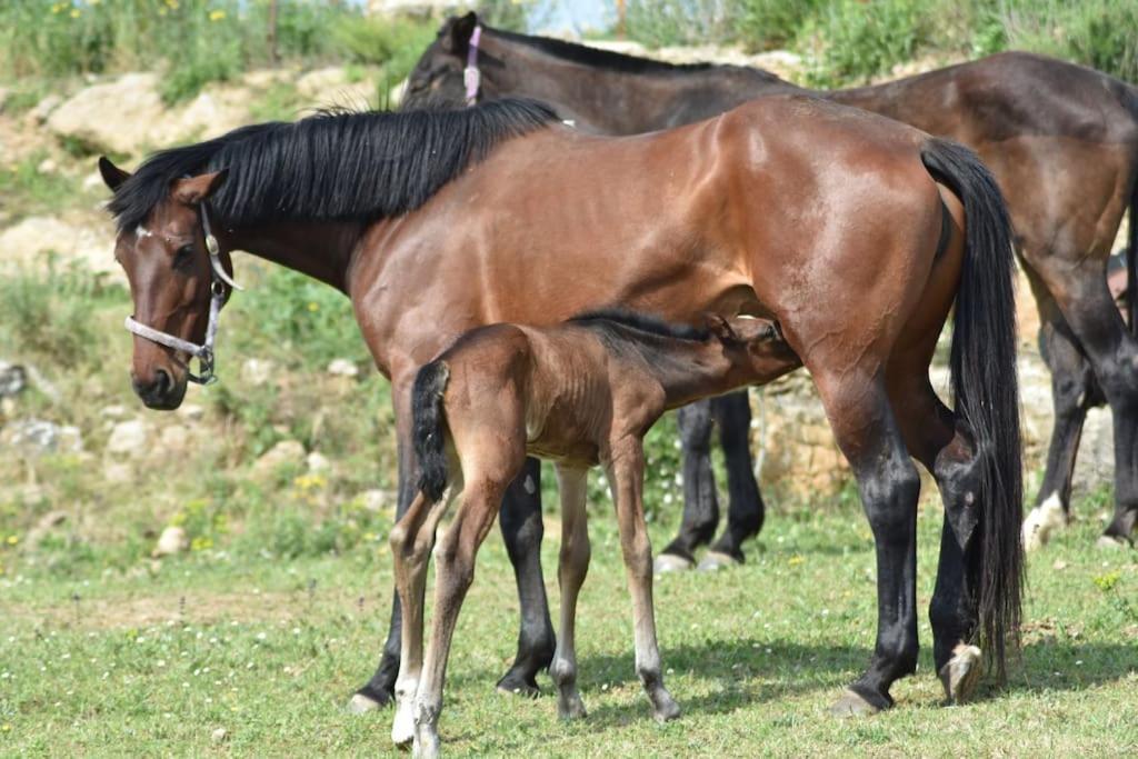 Gite A La Ferme Avec Jacuzzi Et Sauna Villefloure Dış mekan fotoğraf